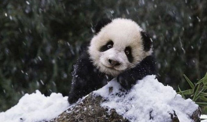 Семейство панды радуются первому снегу (9 фото)