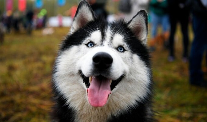Siberian Husky: 5 facts about this breed (12 photos)