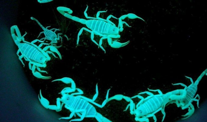 Биофлуоресценция: Какие животные на самом деле светятся, а мы об этом даже не догадывались? (4 фото)