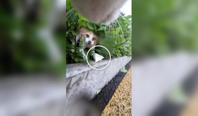 Кот вышел на прогулку
