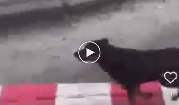Бездомная собака бежала за маршруткой, чтобы встретить парня, который ее погладил