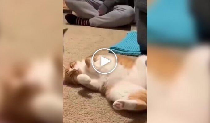 Кот «подставил» спящую кошку мышкой