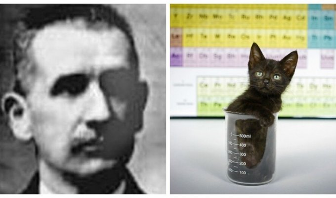 The cat who discovered iodine (8 photos)