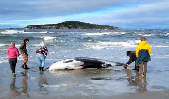 Редчайшего кита выбросило на пляж Новой Зеландии (3 фото + 1 видео)
