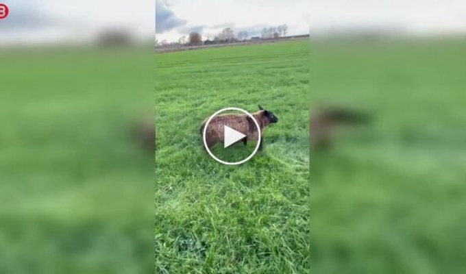 Женщина не проехала мимо и спасла беспомощную овцу