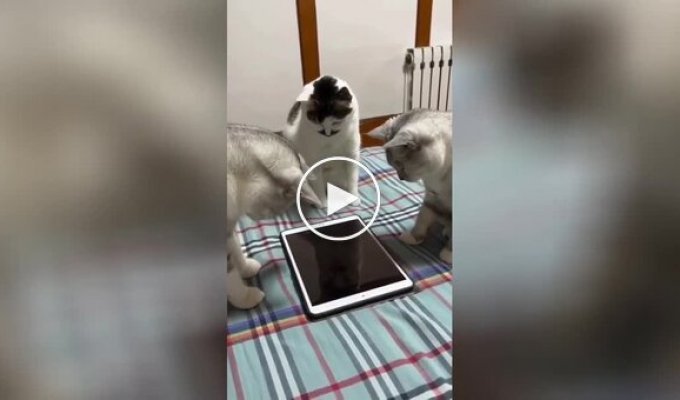 Домашняя рыбалка котиков на планшете