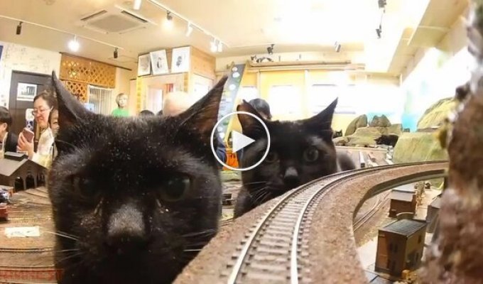 Incident on the train tracks at a cat cafe in Osaka