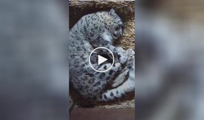 “How warm!”: a little snow leopard hugs his mother