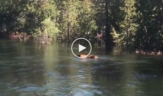 Медведь чуть не погиб, переплывая бурную реку