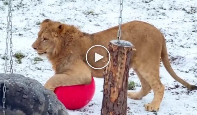 Львенок играет с мячом