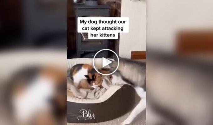 A cute story of one girl from the USA: a dog suddenly became a protector of kittens