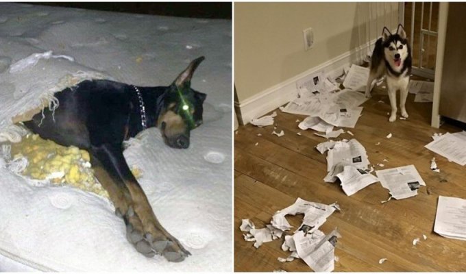 30 destructive dogs that were caught red-handed (31 photos)