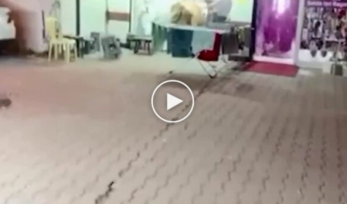 В Турции бык сбежал от хозяев и ворвался в парикмахерскую