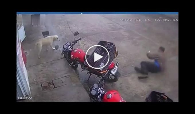 Мотоциклиста, пнувший собаку, догнала карма