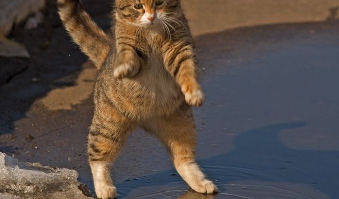 Смешной кот. Умеет танцевать и петь (8 фото)