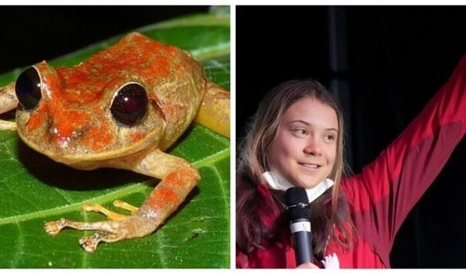 Новый вид лягушки назвали в честь Греты Тунберг (4 фото)