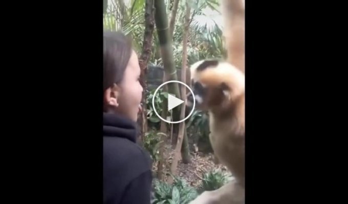 Забавная реакция обезьяны на проколотый язык девушки