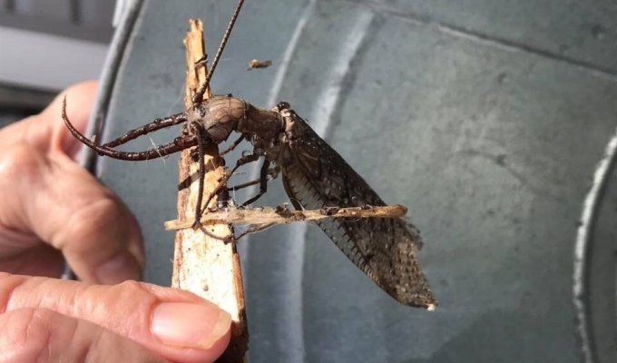Коридалида: Крупнейшее летающее насекомое размером с воробья. Жвала и химическое оружие в комплекте (10 фото)