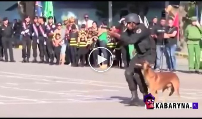 Дрессированная полицейская собака