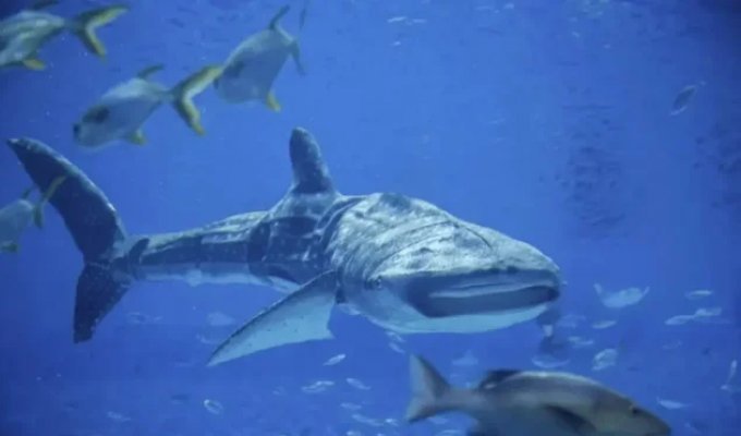 A Chinese aquarium quietly replaced a shark with a robot (7 photos + 1 video)