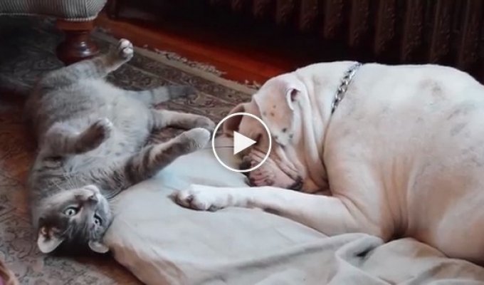 This cat is trying to wake up a bulldog. The way furry does it will steal your heart