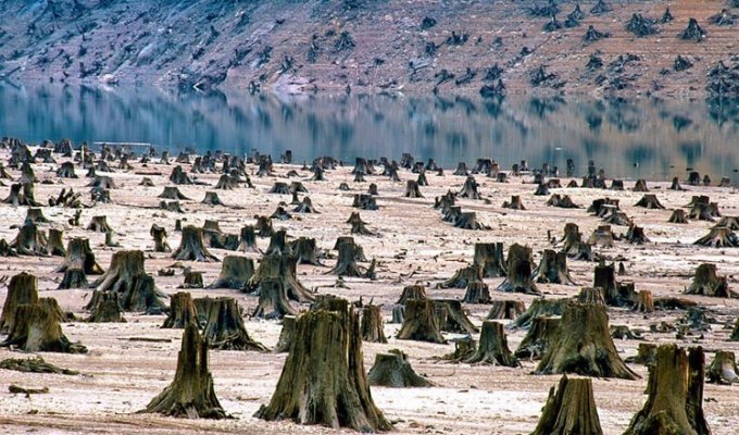 Вырубка лесов, как экологическая проблема (1 фото)