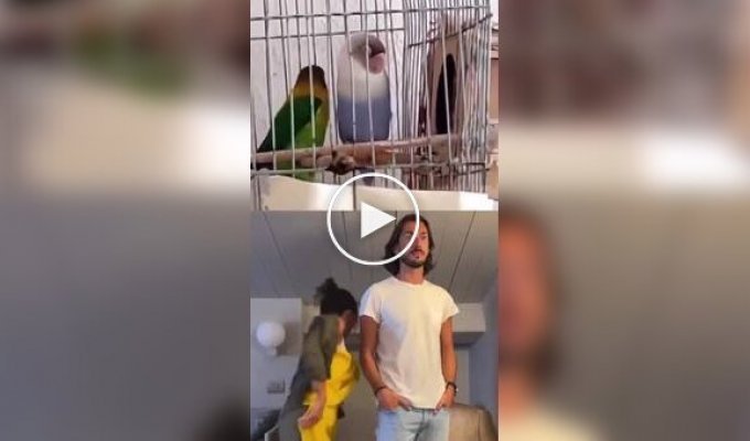 Пара повторила танец двух попугай