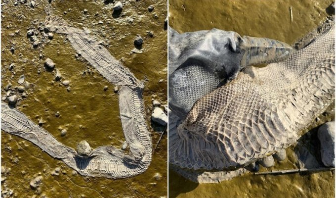 Британец нашёл на берегу реки огромную шкуру змеи (10 фото)