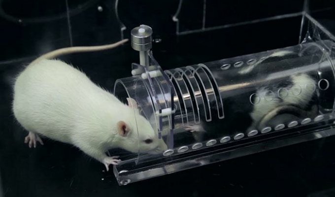 Учёные доказали, что крысы сопереживают друг другу, но делают это выборочно (11 фото + 2 видео)