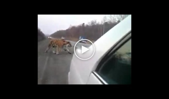 Амурский тигр вышел на дорогу