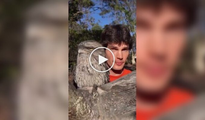 Дымчатый лягушкорот — самая странная птица Австралии