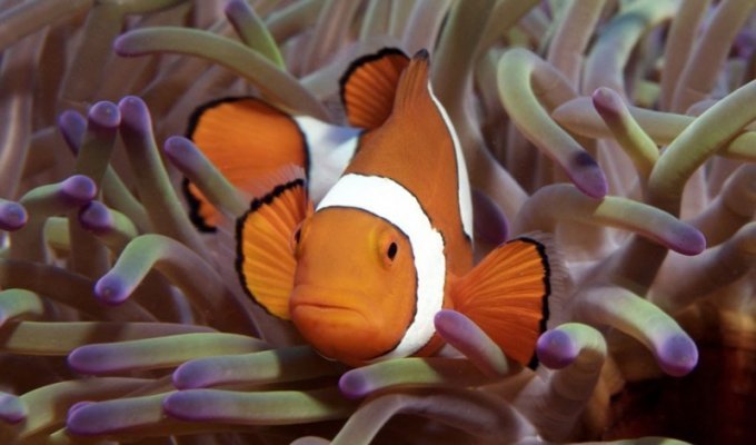 Коралловые рифы в фотографиях (28 фото)