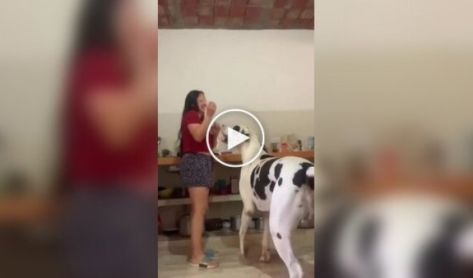 These Huge Dogs Have Forgotten They've Grown Up