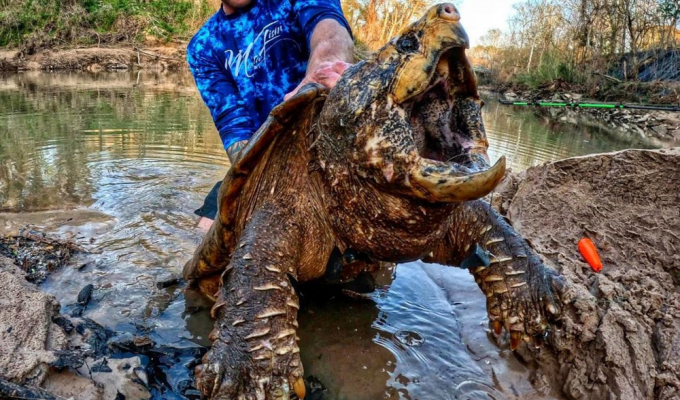 Реки Европы захватывает самая опасная черепаха США «Капкан смерти» весом до 130 кг (8 фото + 1 видео)