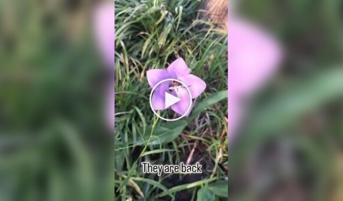 Как спят пчелы