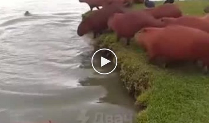 Copybars jump into the water