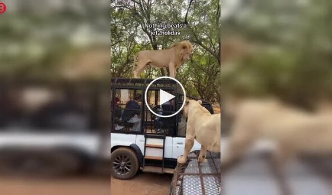 Во время сафари в Сенегале лев забрался на крышу машины и помочился на туристов