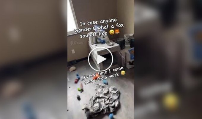 Лисиця радіє поверненню господаря