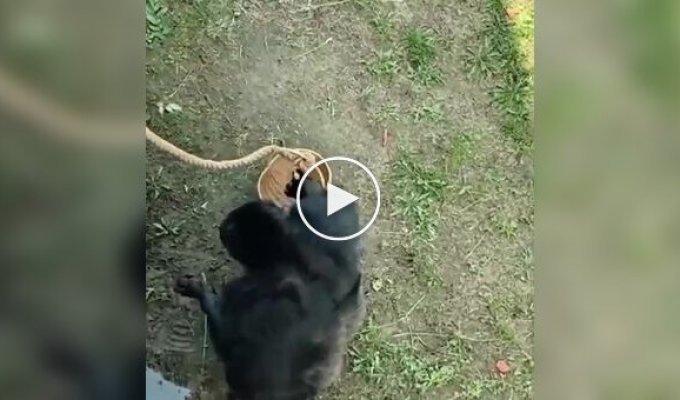 Обезьяна вернула упавшие к ней в вольер очки