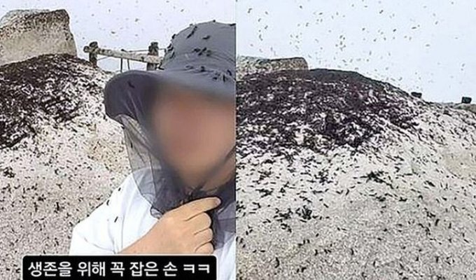 Seoul is covered in hordes of flies, and the metro is to blame (5 photos + 1 video)