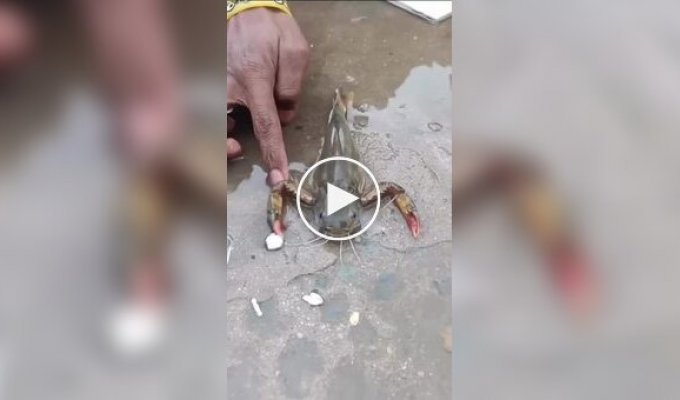 В Индонезии рыбак выловил из реки существо, похожее на рыбу, но с клешнями рака
