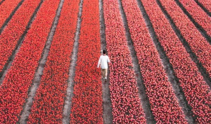 В Нидерландах расцвели 7 миллионов тюльпанов (18 фото)
