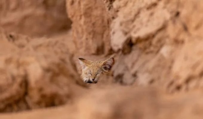 Sand Cats Are Among the Most Elusive Wild Cats on the Planet (7 Photos + Video)