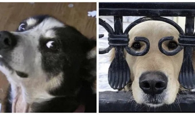 30 порций радости, которую пёсели способны подарить, просто делая свои собачьи дела (31 фото)