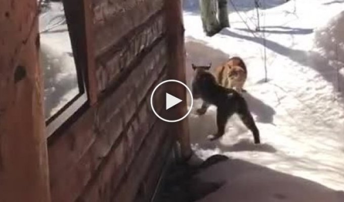 A domestic cat was not afraid of a lynx that entered its territory