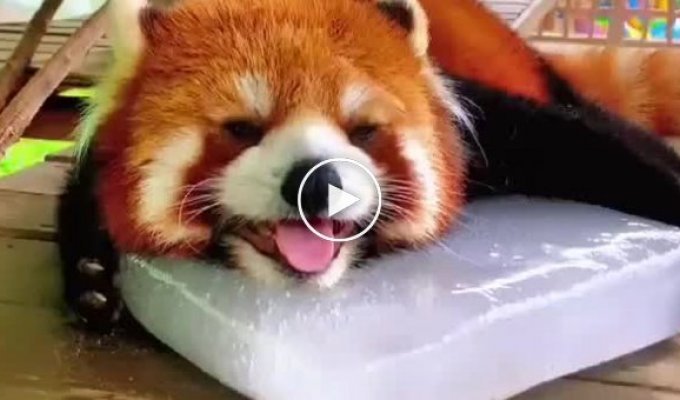 We are all red panda today