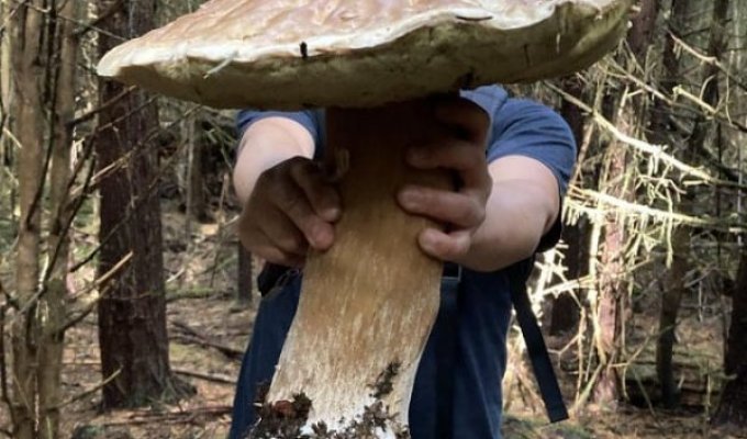 Mushroom paradise: people went to the forest for mushrooms, and found a real treasure (19 photos)