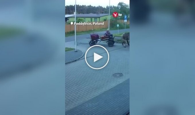 A Drunk Man Rides to the Police on a Horse Because He Was Banned from Driving