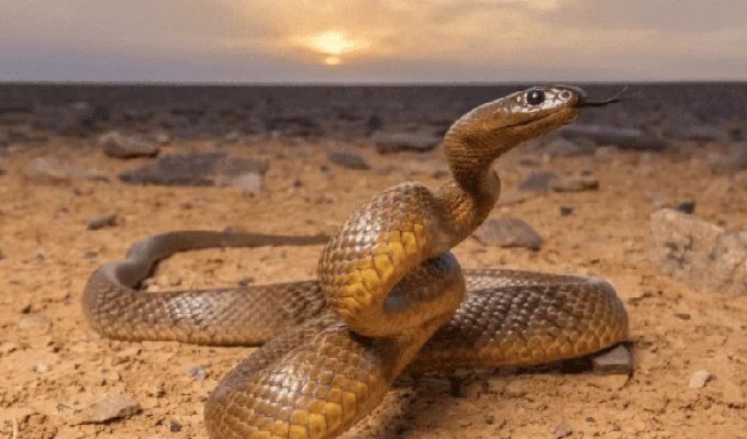 Why the World's Most Venomous Snake Has Never Killed a Single Person (7 photos)