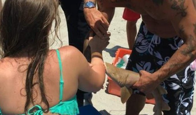 Детеныш акулы погиб из-за человеческого любопытства (4 фото)